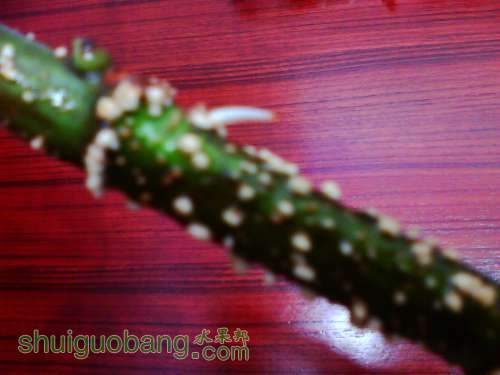 IMG0644A.jpg