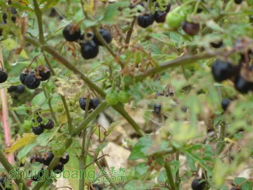 img.bimg.126.net_photo_dFD3QGZvc8Q_3URhbKz_Tg==_5717319726947047872.jpg