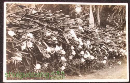 RPPC 1910s Night Blooming Cereus Hawaii HI.jpg