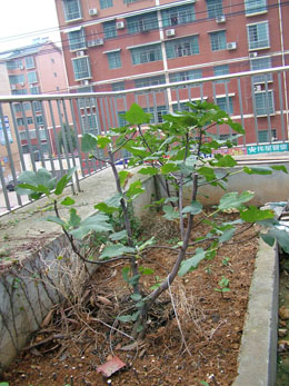DSCF82611.jpg