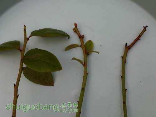 IMG00852-20111113-1513.jpg