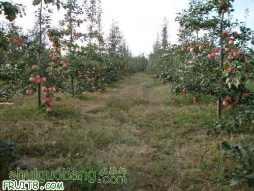 62317_1286693920vILV.jpg