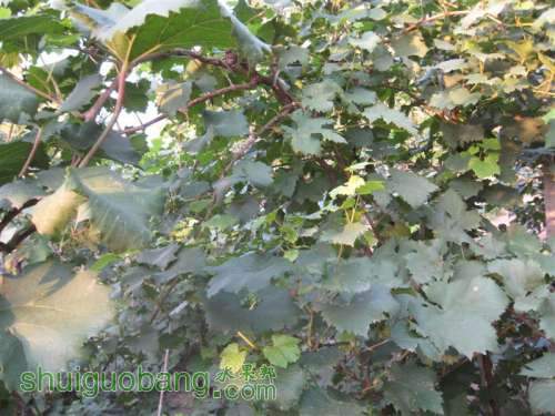 IMG_3480 (��).JPG