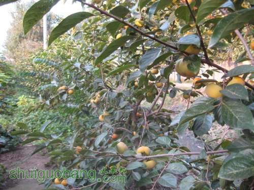 IMG_3481 (��).JPG