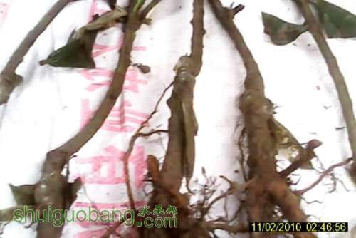 snapshot20111117221530.jpg