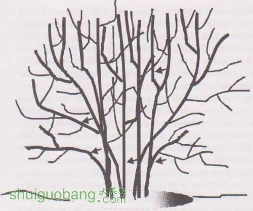 Jack\'s Farm Blueberries prune1.JPG