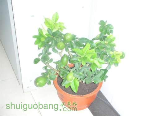 DSCN3782 (����).JPG
