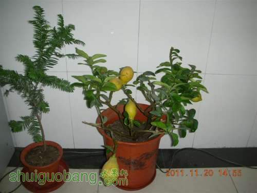 DSCN3960 (����).JPG