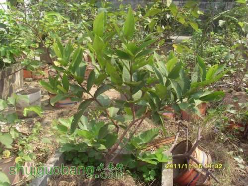 ������С �ɵ�.JPG