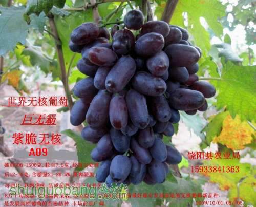 调整大小 调整大小 富源无核129.jpg