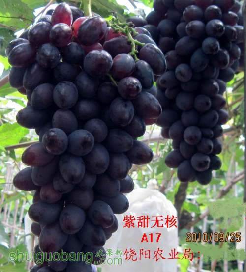 调整大小 富康无核2010.09.25 046.jpg