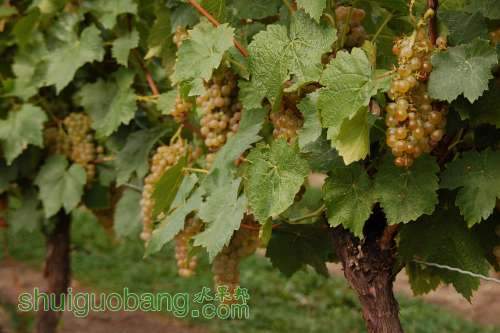 Vidal Grapes.jpg