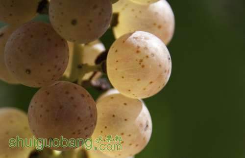 Vidal grapes11.jpg