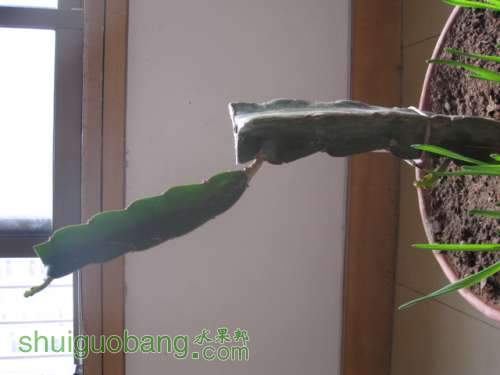 ڷѿ