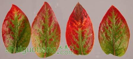 ûshock and scorchƺҶBlueberry (Vaccinium corymbosum) with leaf redde.jpg