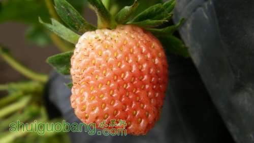 nEO_IMG_100_0909.jpg