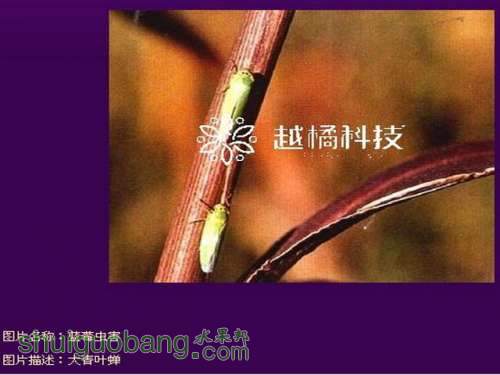 溦--溦--Ҷ.jpg