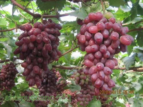 κɵС 2010.10.12 025.jpg