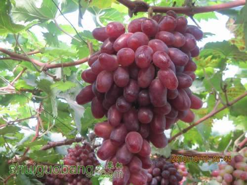 κɵС 2010.10.12 026.jpg