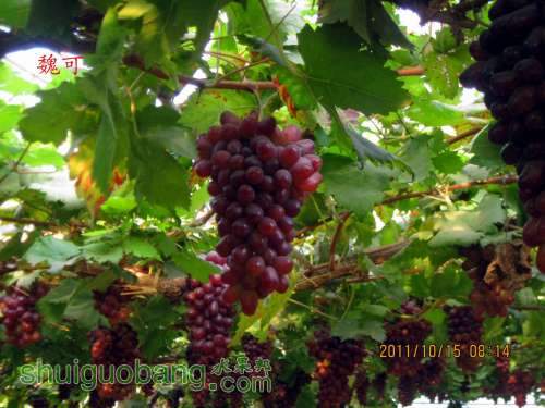 С ѿ2011.10.15 045.jpg