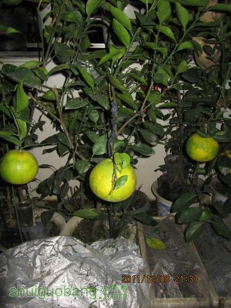 IMG_4729.JPG