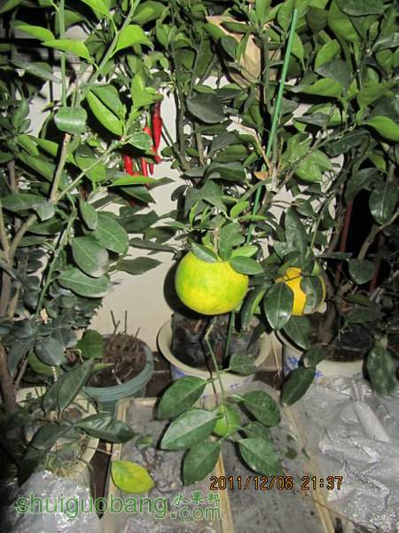 IMG_4731.JPG