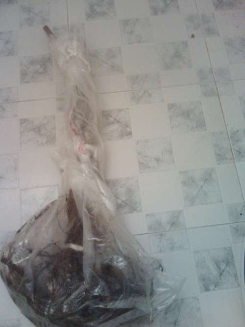 IMG1576A.jpg