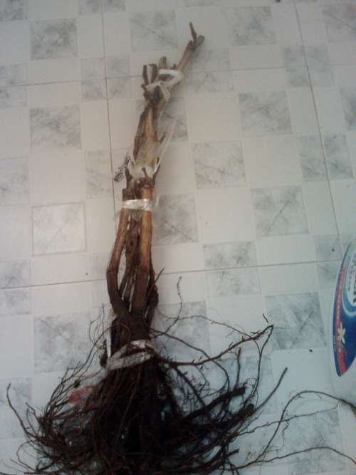 IMG1577A.jpg