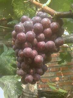 IMG0811153704.jpg