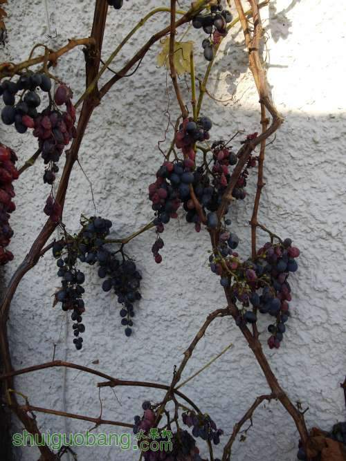 P1030733.JPG