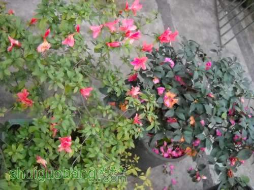 DSCN0088.JPG