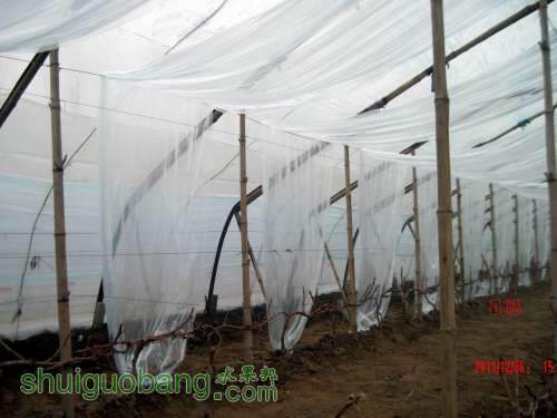 ������С �������Ĥ 2011.12.15 006.jpg