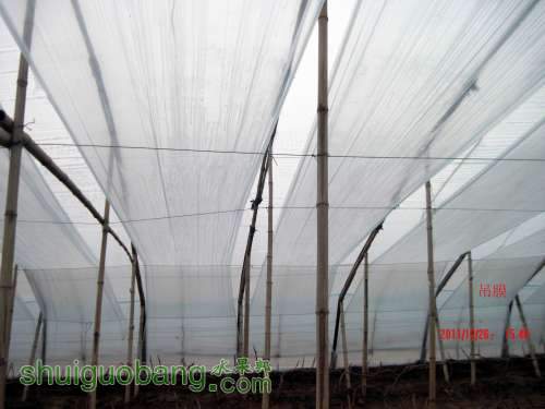 ������С �������Ĥ 2011.12.15 003.jpg