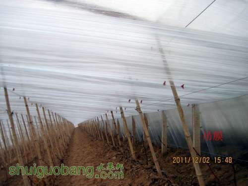 ������С �������Ĥ2011.12.02 005.jpg