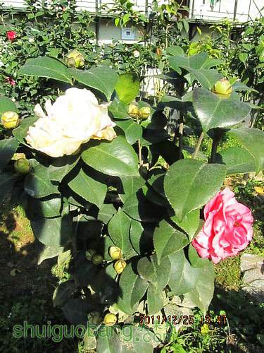 IMG_1163.JPG