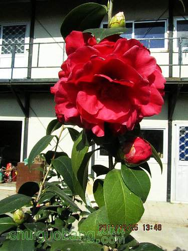 IMG_1174.JPG