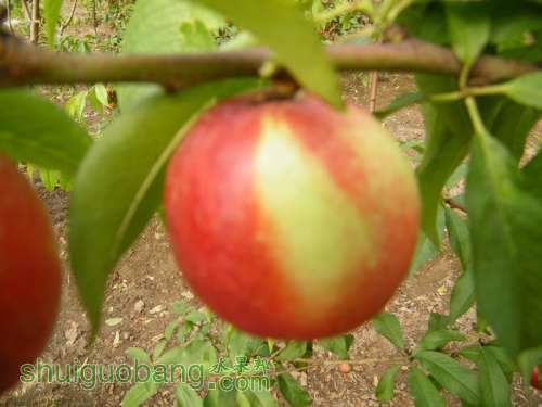 Ƭ 056.jpg