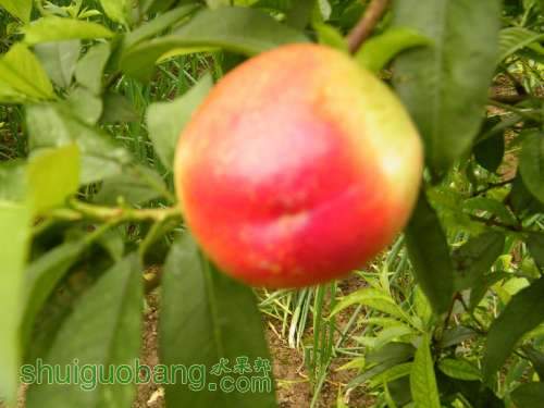 Ƭ 095.jpg