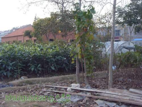 SDC14074.jpg