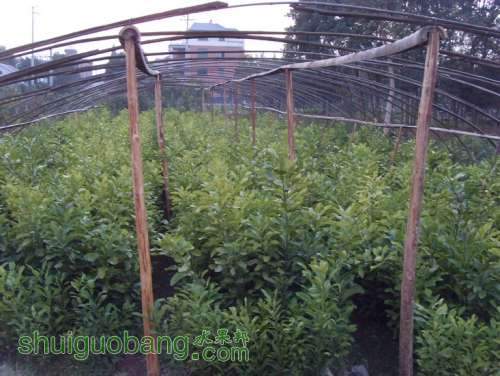 SDC14082.jpg