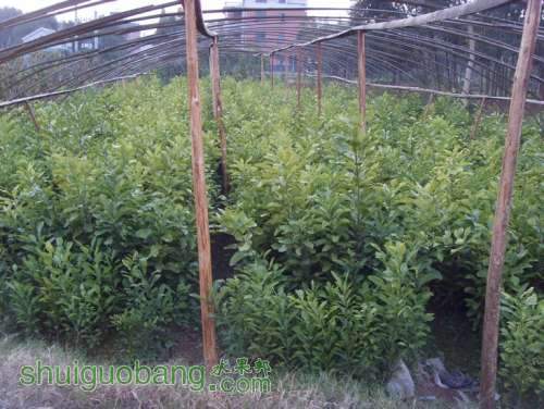 SDC14083.jpg
