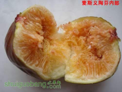 ��˹���շ��ڲ�.JPG