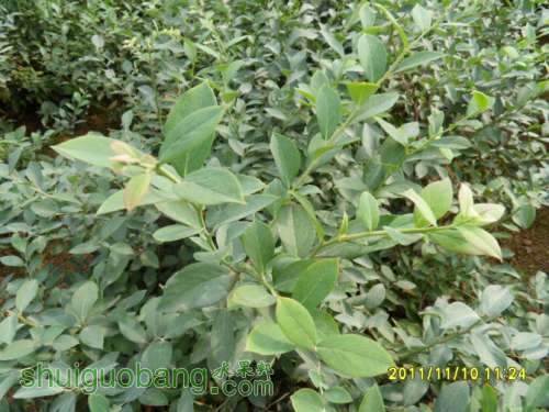 ���Ѽҵķǳ��õĲ�Ǥ��