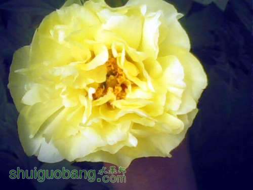 IMG0239A.jpg