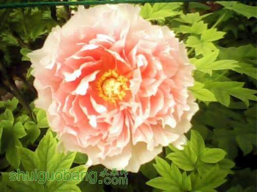 IMG0241A.jpg