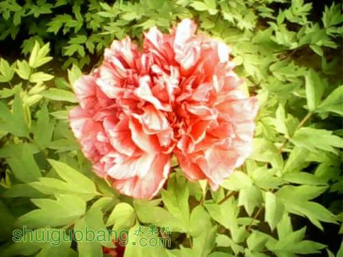 IMG0213A.jpg