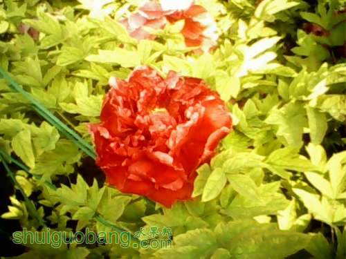 IMG0212A.jpg