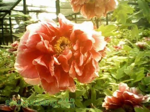IMG0242A.jpg