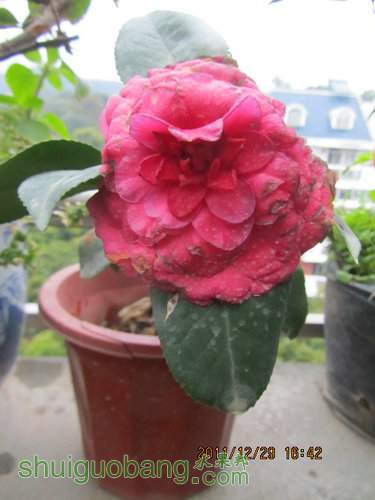 IMG_1821.jpg