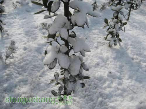 2012ĵһѩ 009.jpg